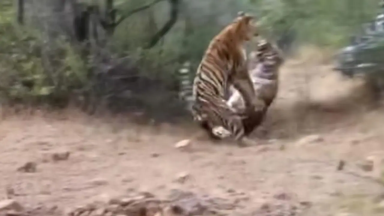 terror of tiger terror of tiger