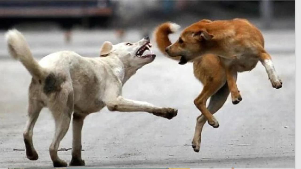 girl was bitten by ferocious dogs girl was bitten by ferocious dogs