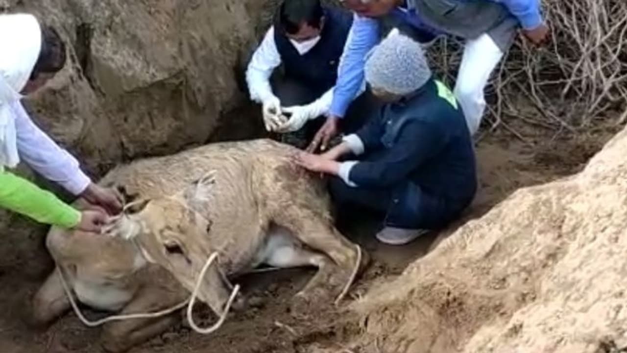 Nilgai hunting Nilgai hunting