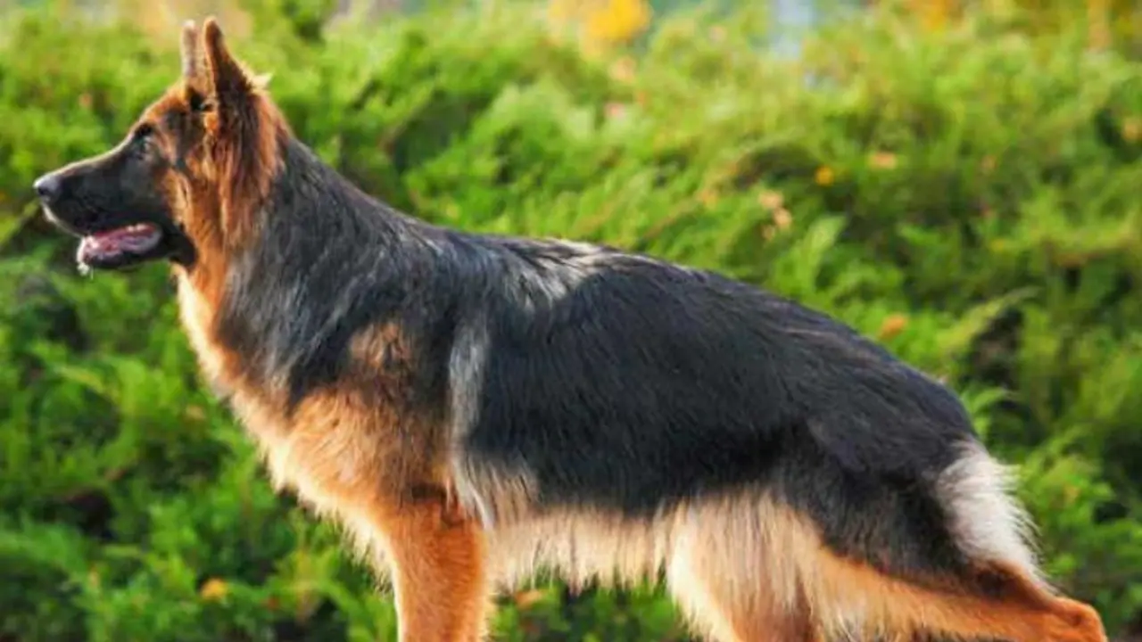 Didwana Kuchaman news Didwana Kuchaman news