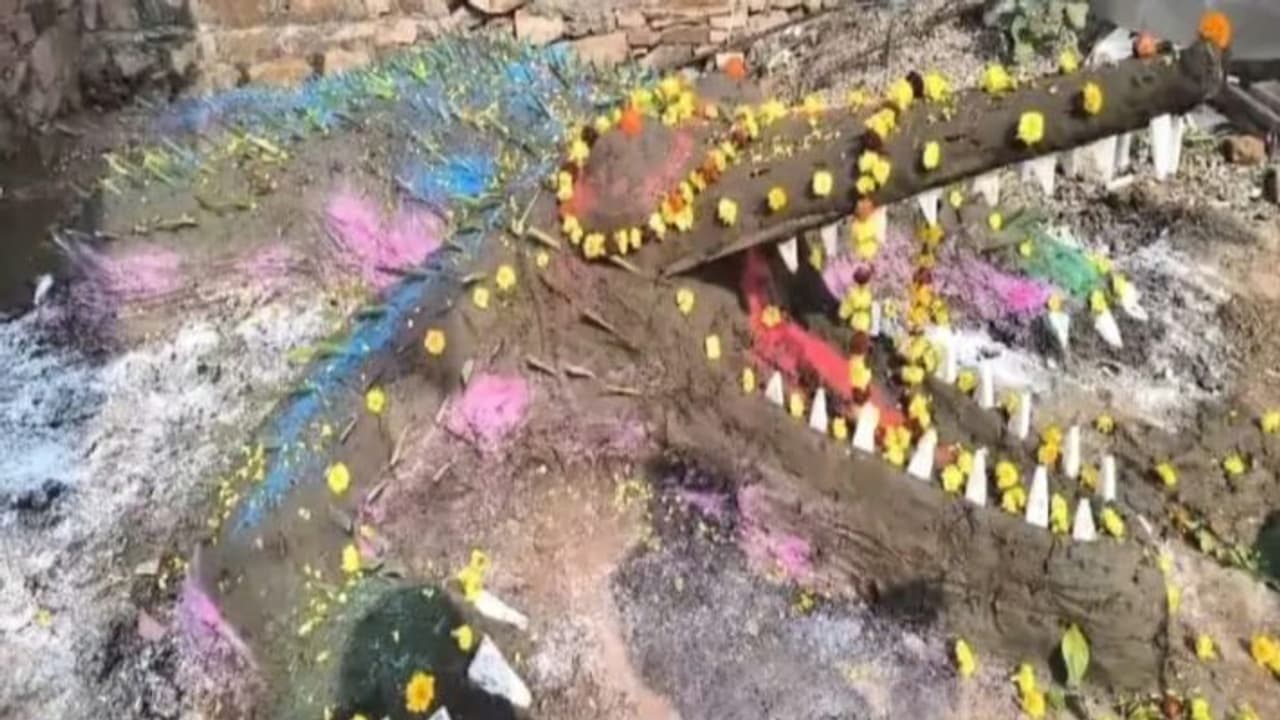 This unique society worships crocodile This unique society worships crocodile