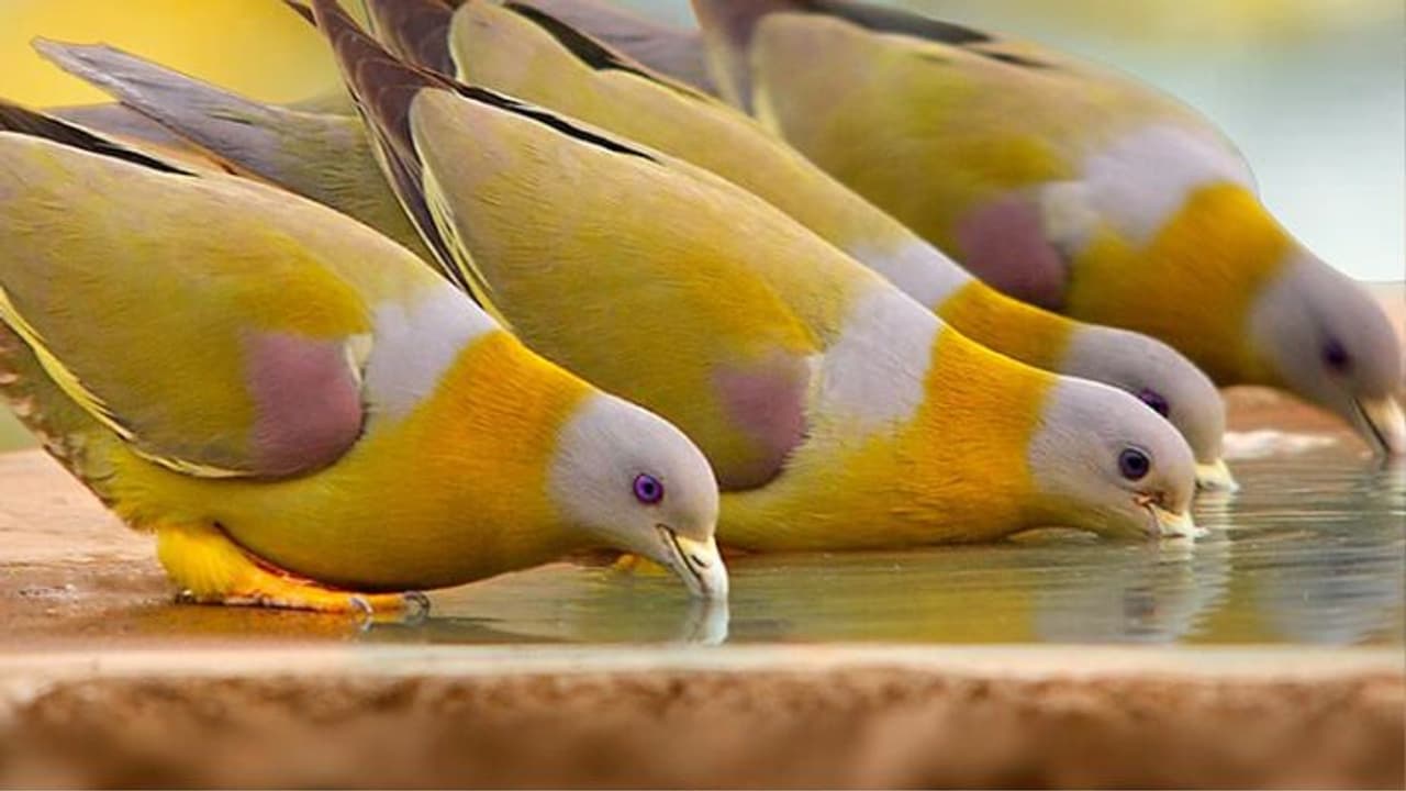 unique bird unique bird