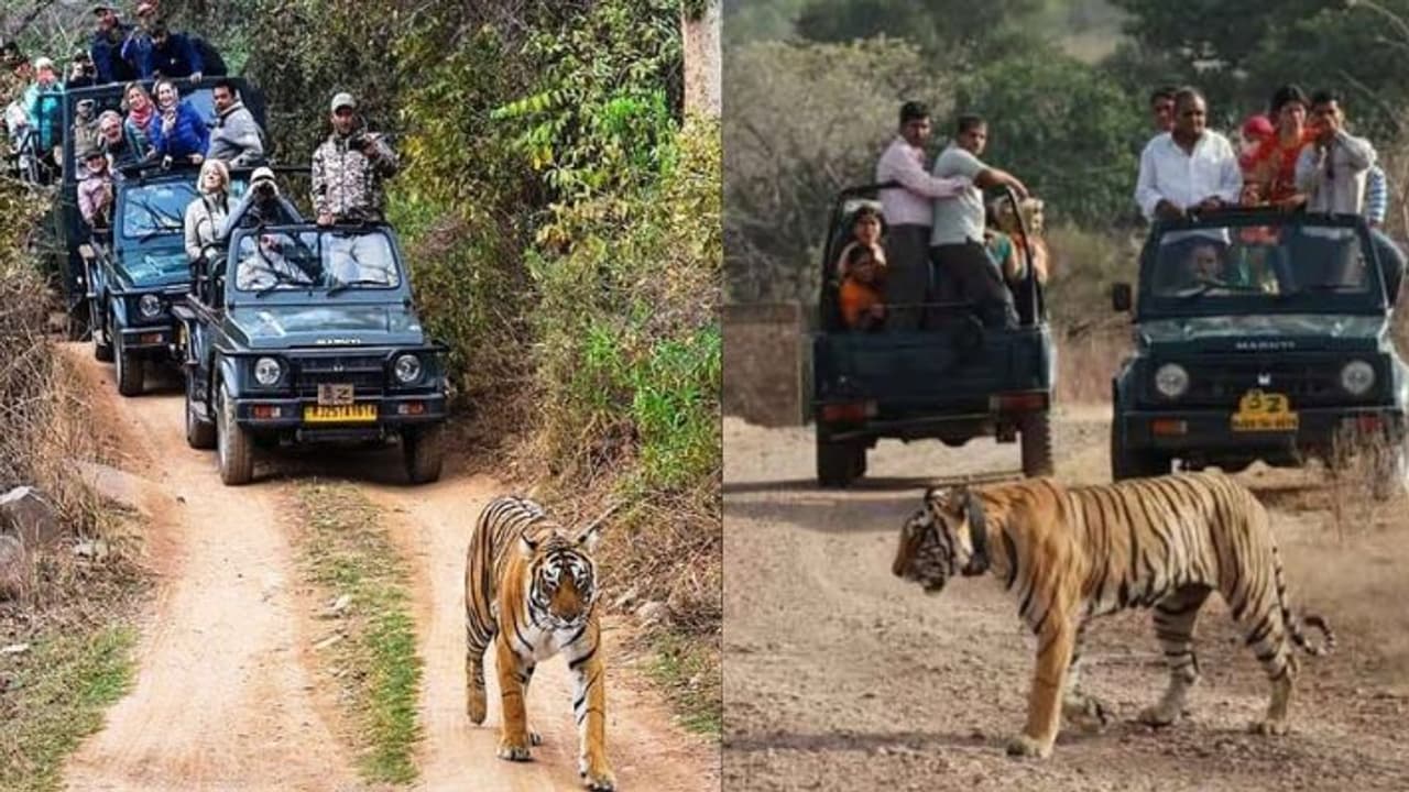  Ranthambore Tiger Reserve 
