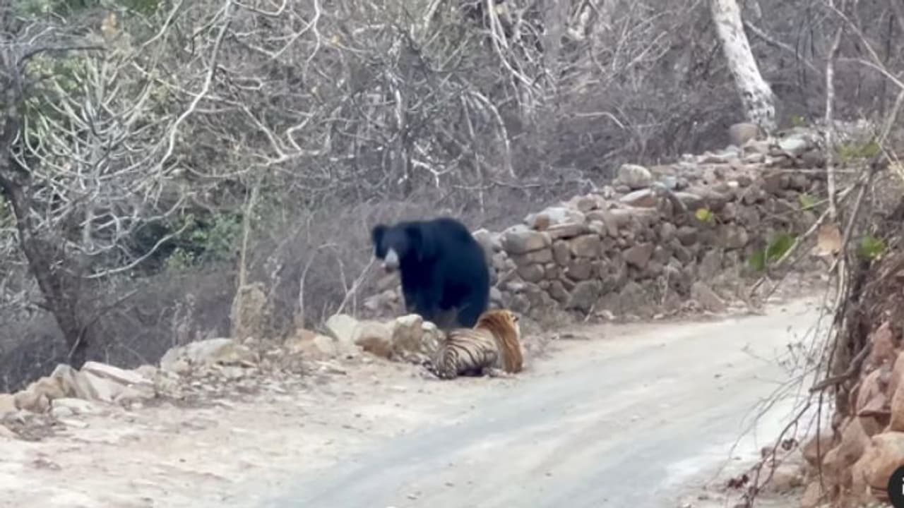 Video viral of tiger and bear in Ranthambore Video viral of tiger and bear in Ranthambore