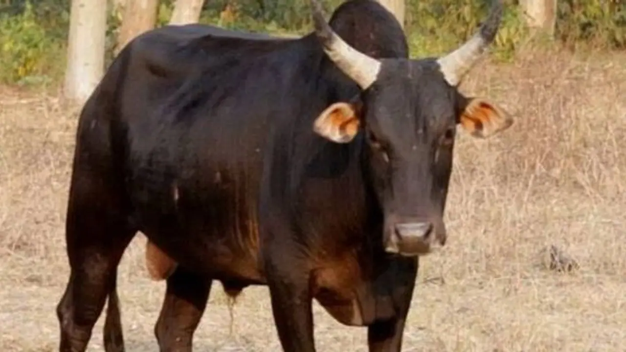 Tragic road accident in Jalore Tragic road accident in Jalore