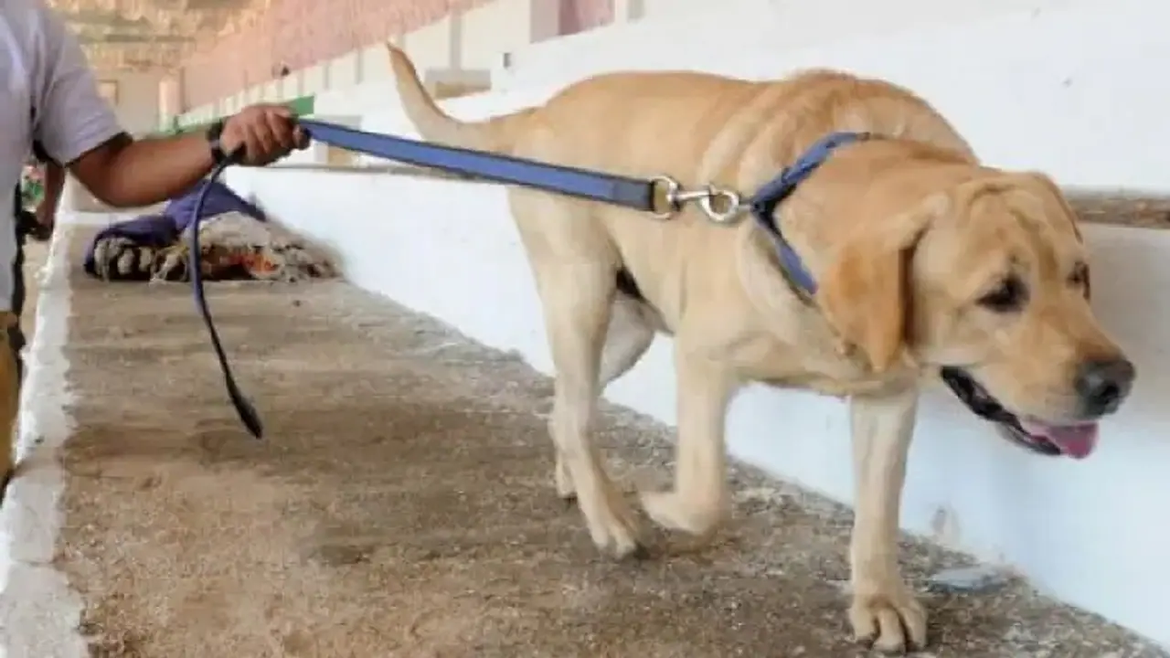 एक पालतू कुत्ते ने अपनी जान देकर पूरे परिवार की जान बचाई है।