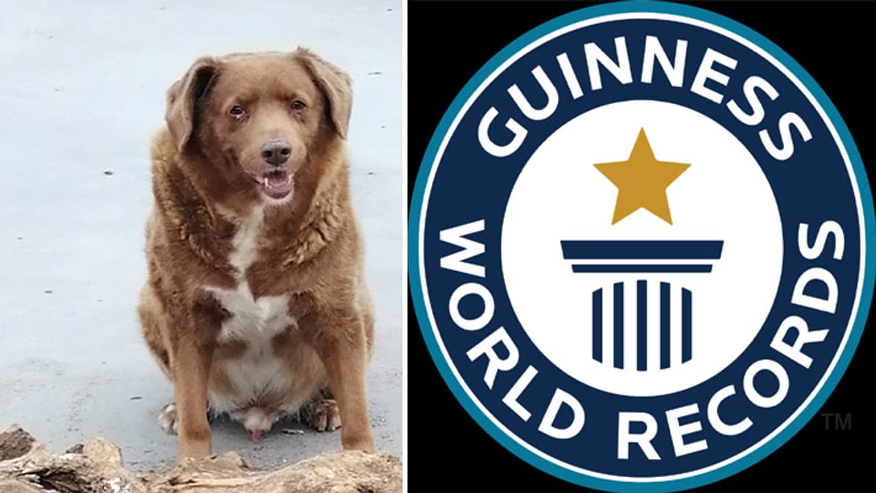 oldest dog world record bobi oldest dog world record bobi