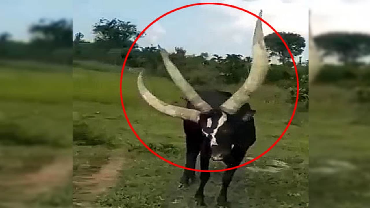 teen seengh wala saand teen seengh wala saand