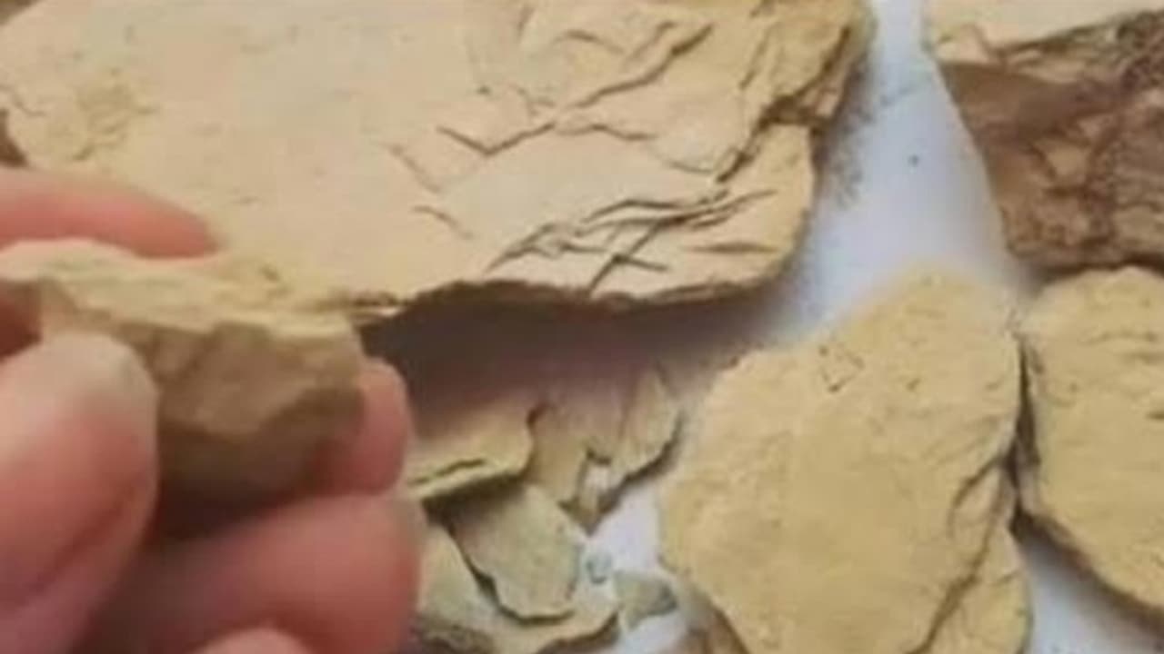 Singhbhum news trible couple eating roots and soil only skeletal structure left in the body Singhbhum news trible couple eating roots and soil only skeletal structure left in the body