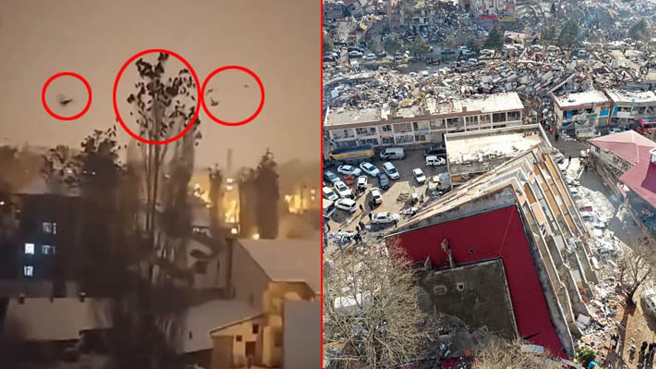 birds alarma turkey earthquake birds alarma turkey earthquake