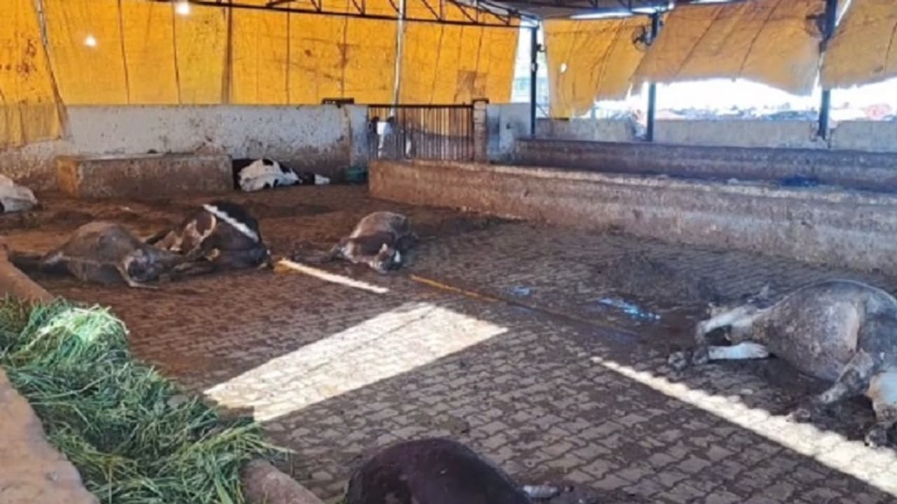45 cows killed in haryana by giving poison