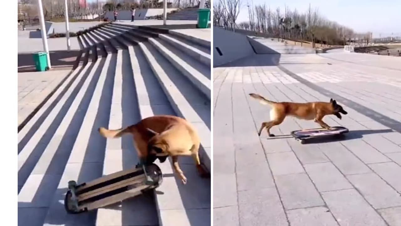 dog skatingboard viral video dog skatingboard viral video