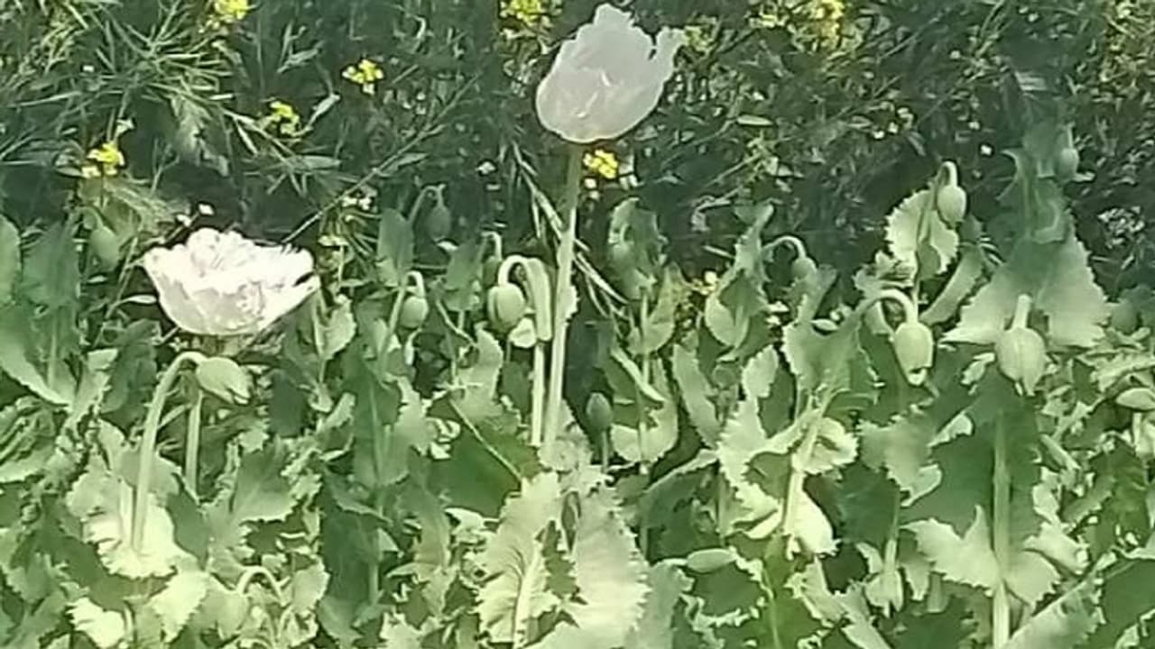 farmer was cultivating opium amidst mustard crop farmer was cultivating opium amidst mustard crop