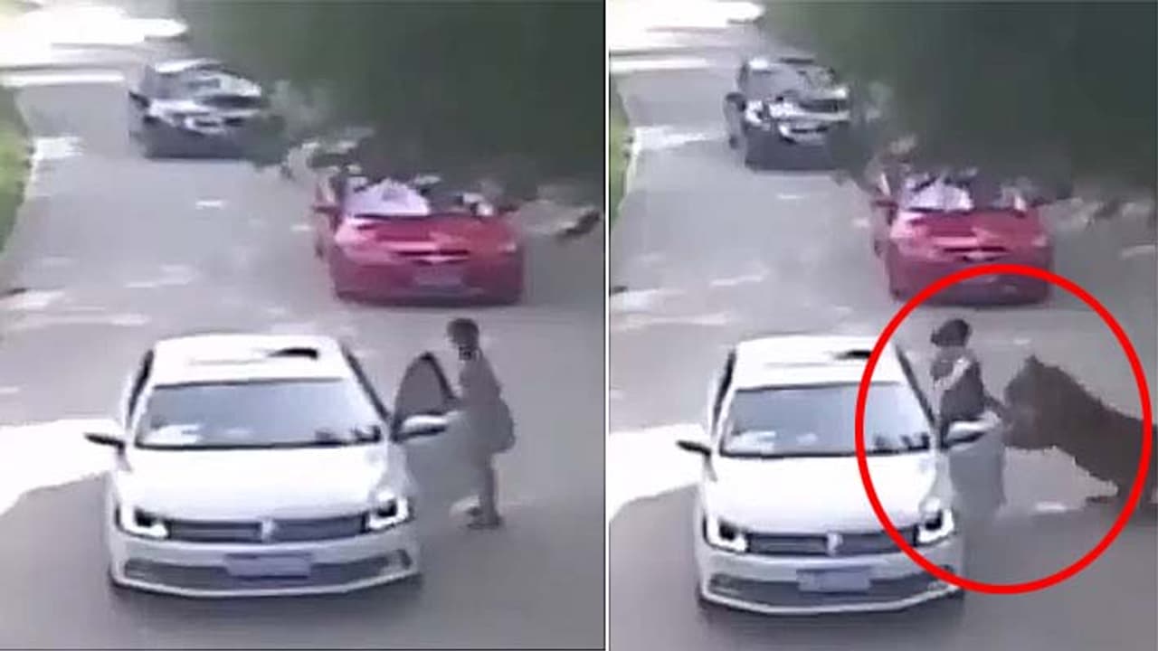 tiger attacks woman tiger attacks woman
