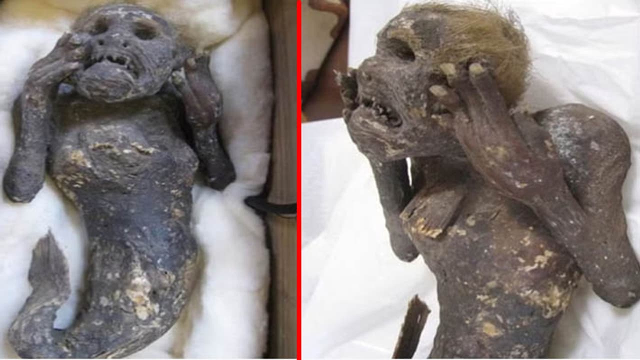 300 year old murmaid mummy truth 300 year old murmaid mummy truth