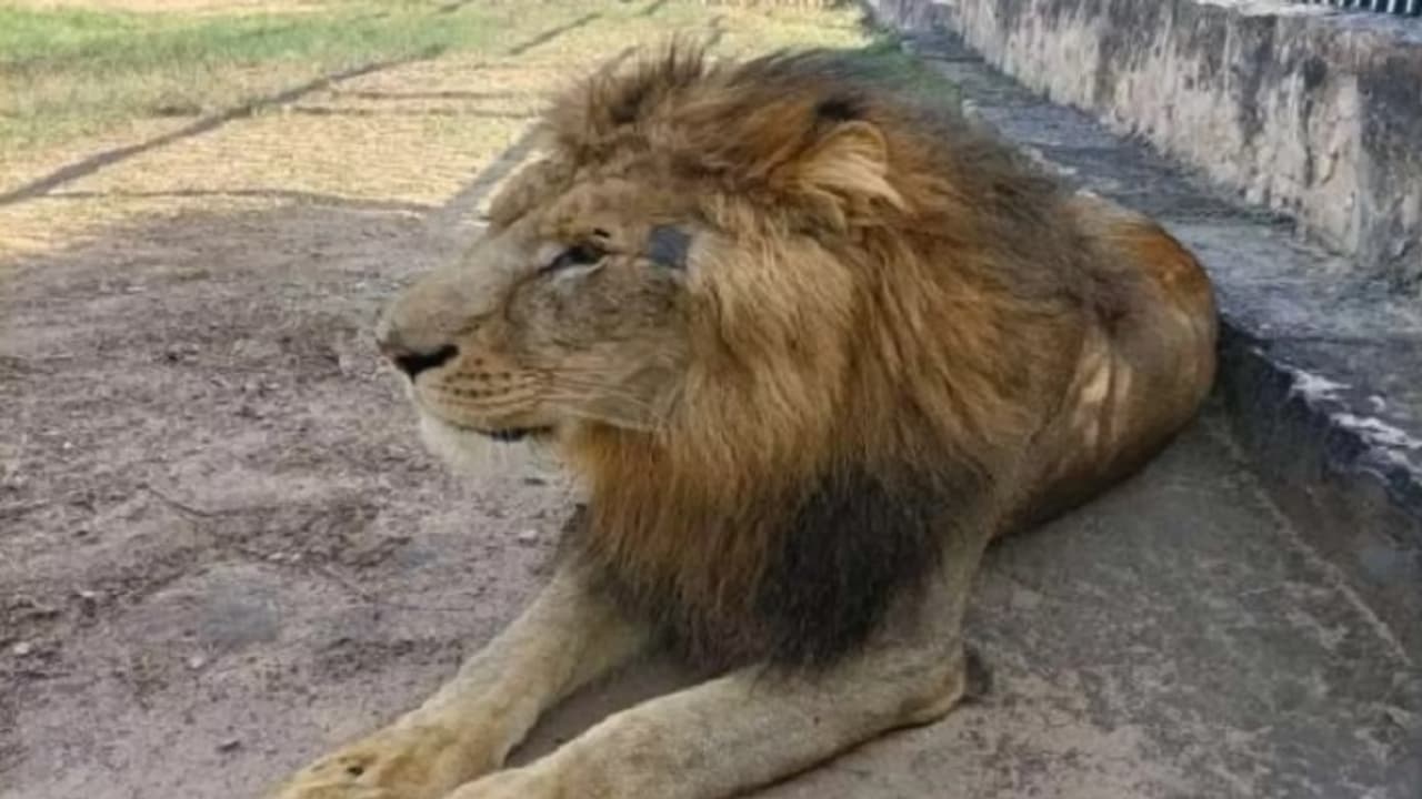 lion lion