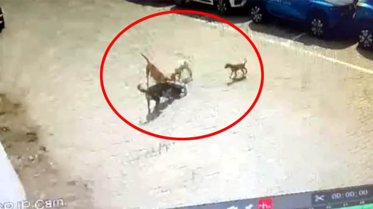 dogs killed 5 year old dogs killed 5 year old