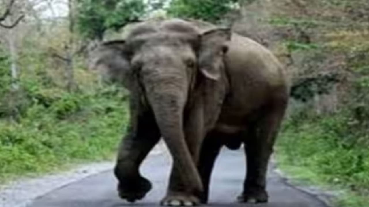 elephant