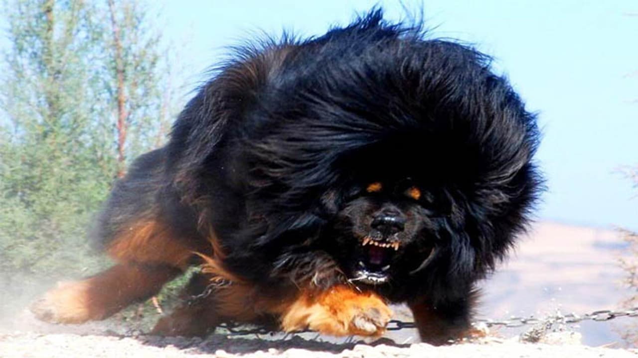 tibbati mastif dog turned bear tibbati mastif dog turned bear