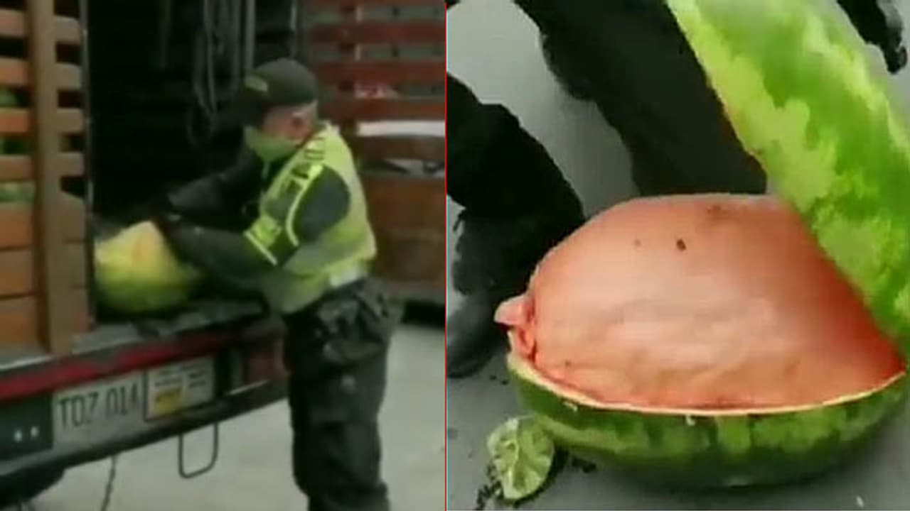 cannabis watermelon cannabis watermelon