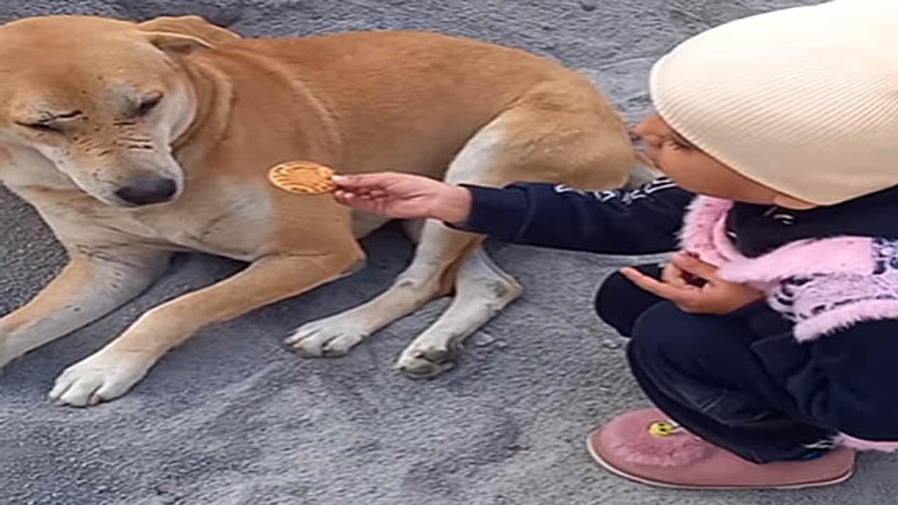 cute boy dog video cute boy dog video