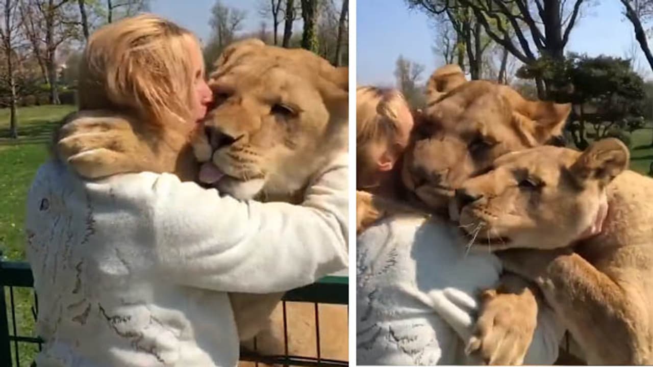 lion love lion love