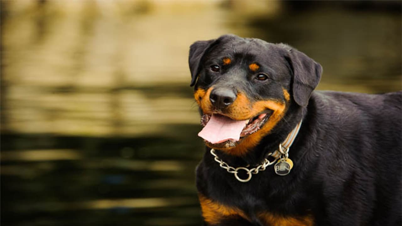 Dog save man from black mamba snake Dog save man from black mamba snake