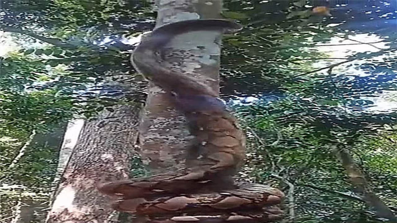 Giant snake climbing tree Giant snake climbing tree