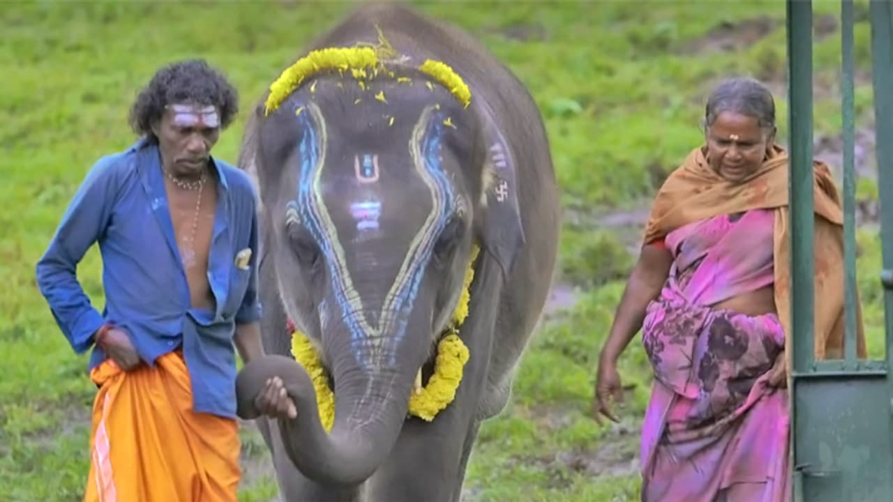 The Elephant Whisperers
