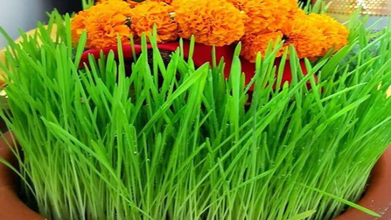 jaware visarjan 2023 jaware visarjan 2023