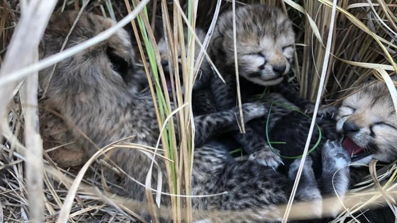 Namibian cheetah gives birth Namibian cheetah gives birth
