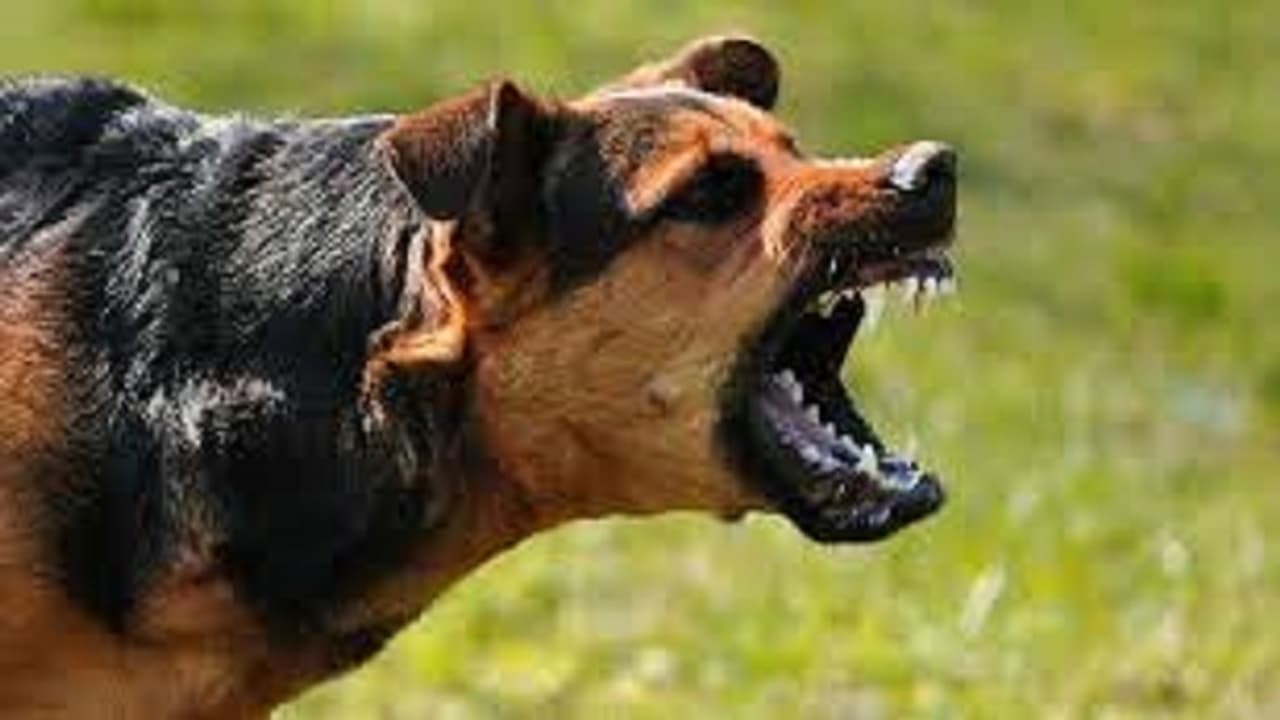 Ambikapur news eight dogs attacked and dragged on road to 5 year old girl died 