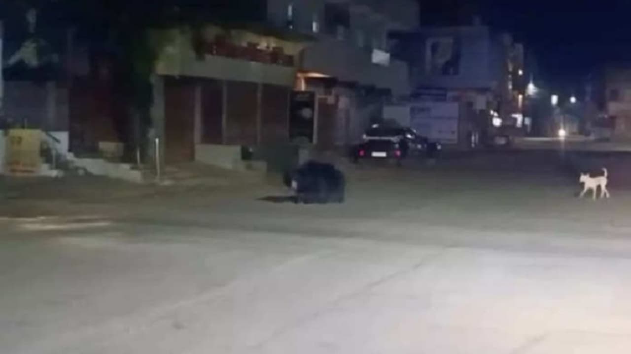 ambikapur news wild bear entered in city at midnight ambikapur news wild bear entered in city at midnight