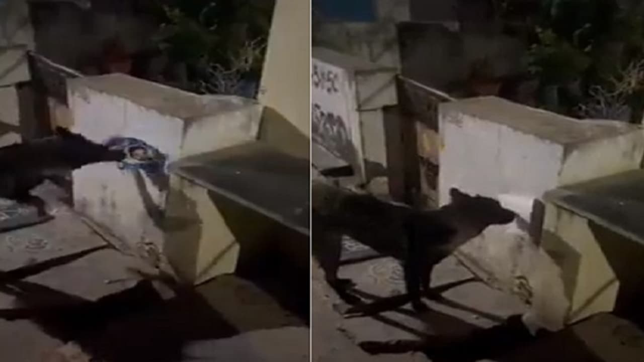 a dog tore a poster of andhra pradesh cm jagan mohan reddy a dog tore a poster of andhra pradesh cm jagan mohan reddy