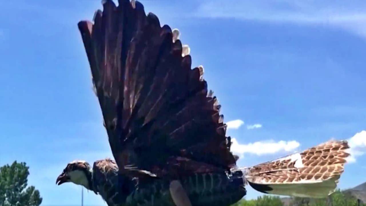 bird drone bird drone