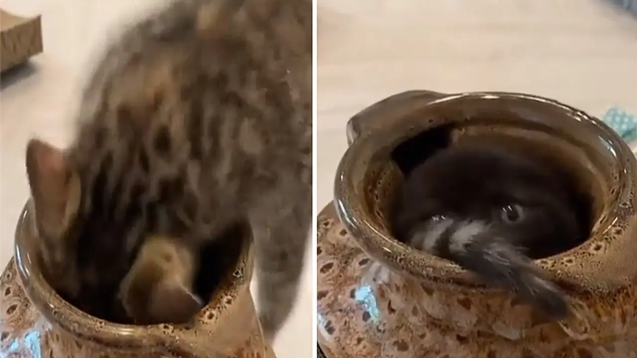 cat goes inside magical pot cat goes inside magical pot