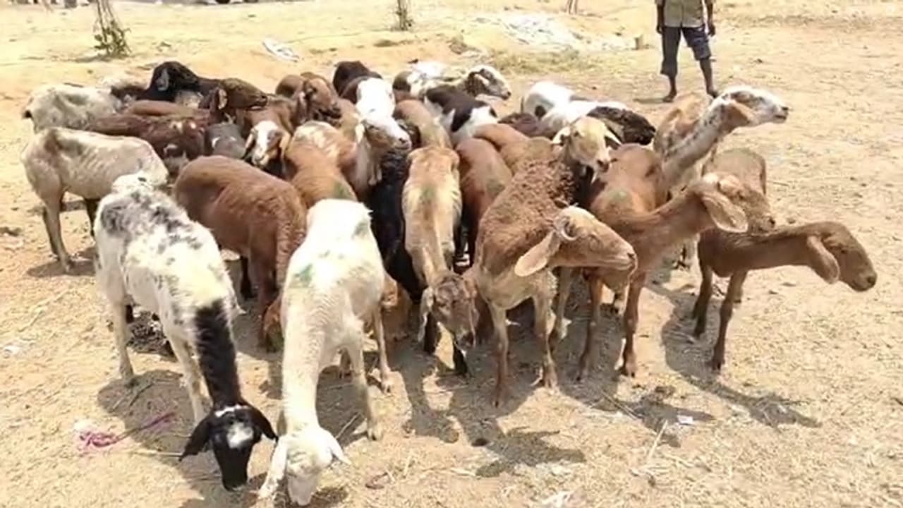 Sheep demand increased in Karnataka