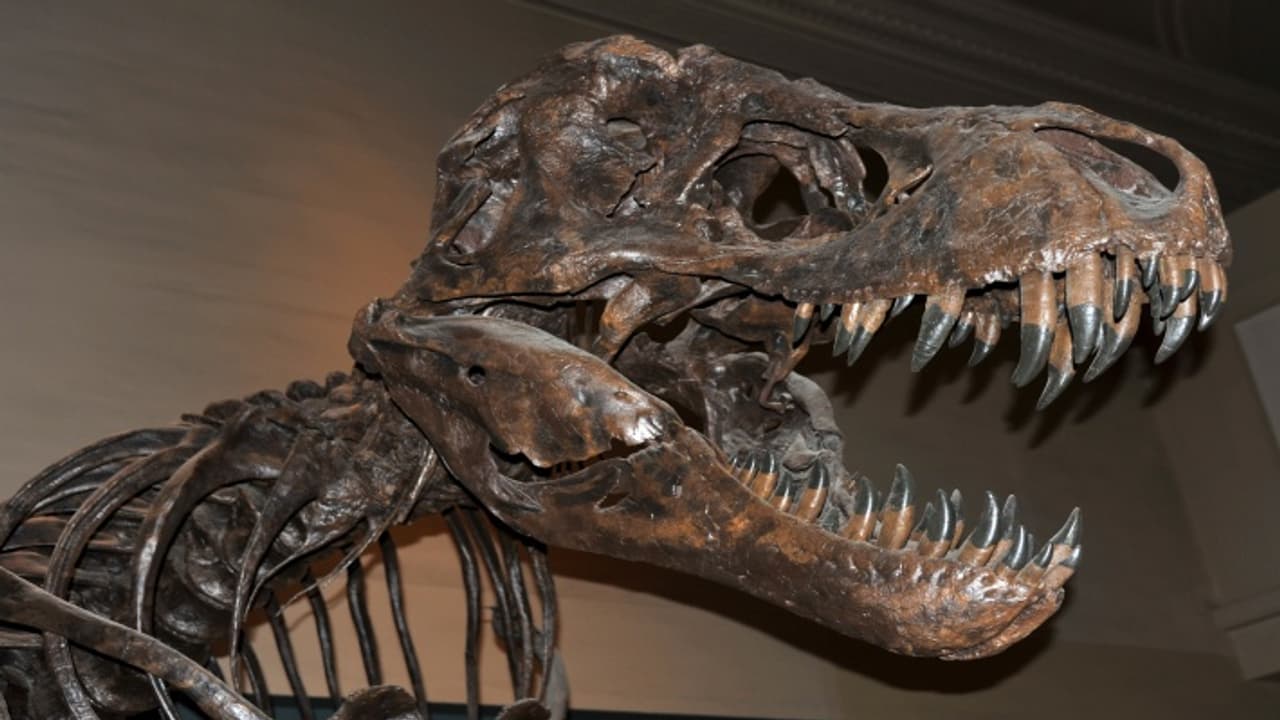 t rex skeleton t rex skeleton