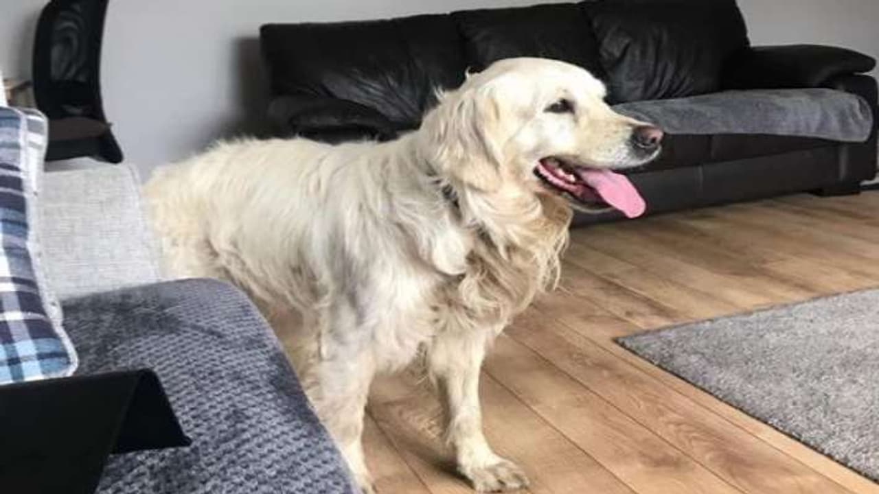 golden retriever dog golden retriever dog