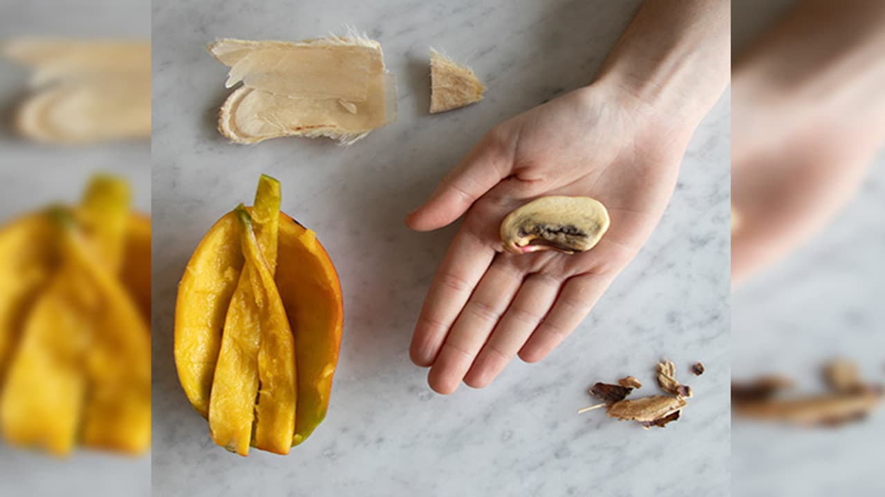 Mango seed benefits and uses Mango seed benefits and uses