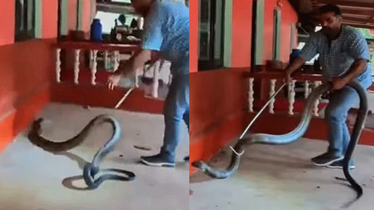 Cobra in Car Cobra in Car