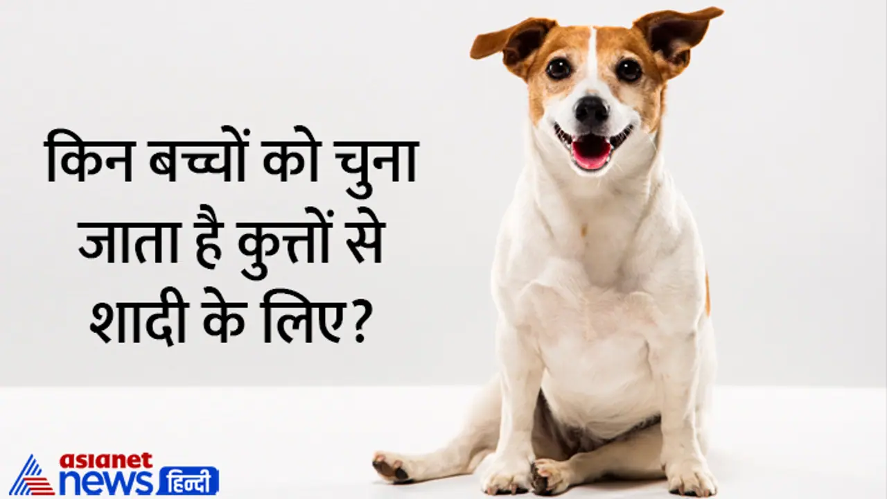 weird tradition of marrying children to dogs weird tradition of marrying children to dogs