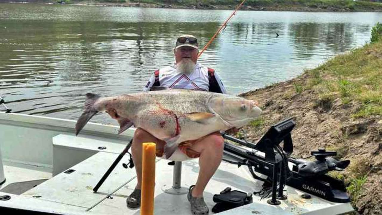 alien fish alien fish