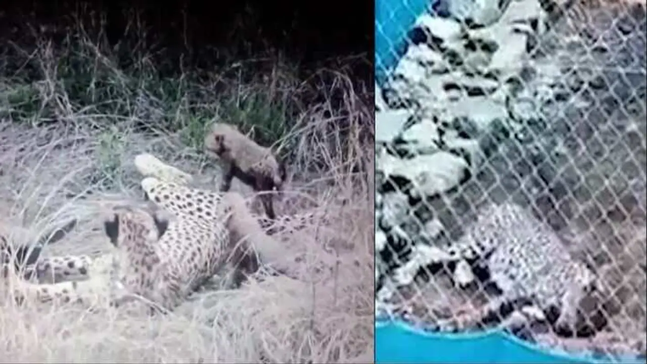 cub cheetah died cub cheetah died