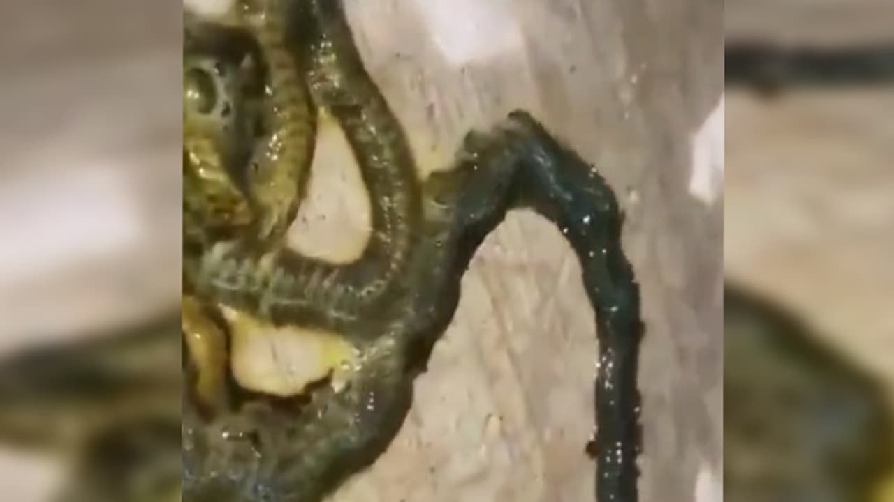 weird creature weird creature