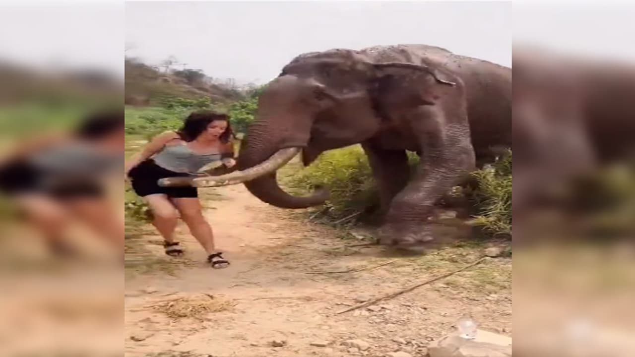 elephant attacks woman elephant attacks woman