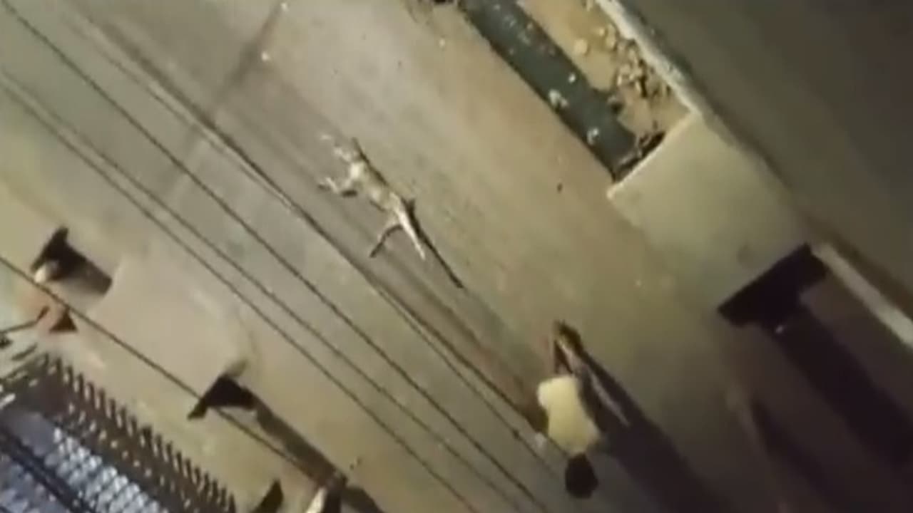 Street dog beaten to death by a man and dragged with a rope Street dog beaten to death by a man and dragged with a rope