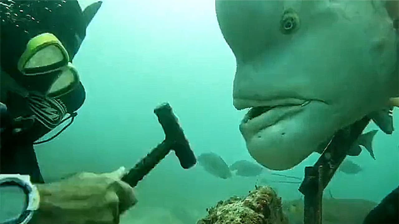 diviers encounter with human face fish diviers encounter with human face fish