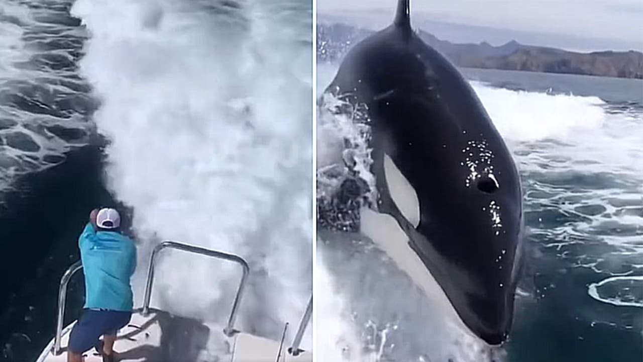 shocking whale video