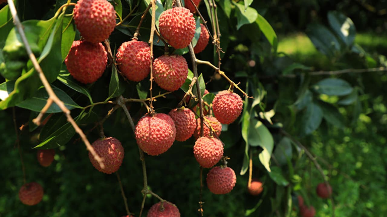 Lychee benefits for Health Lychee benefits for Health
